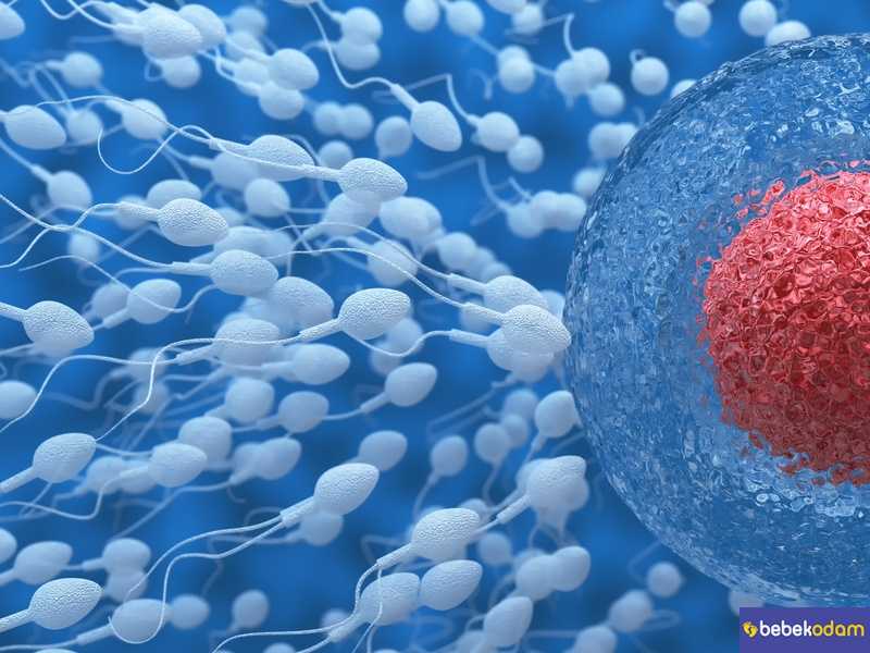 Sperm Kalitesi Nasıl Arttırılır?